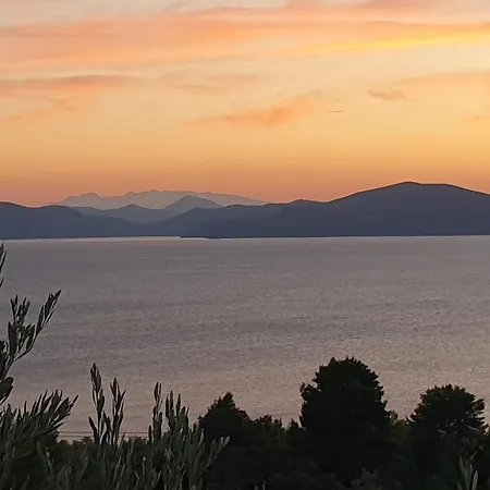 Olive Grove House 别墅