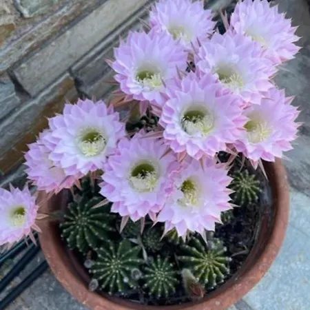 Olive Grove House Villa Argalasti