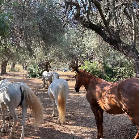 Olive Grove House 别墅